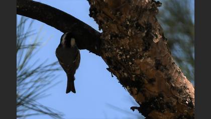 Coal Tit