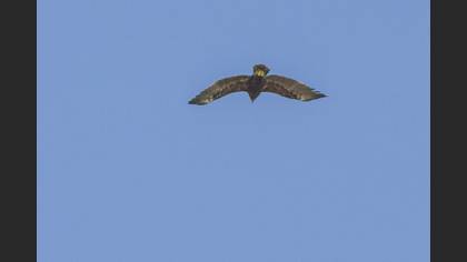 Greater Spotted Eagle