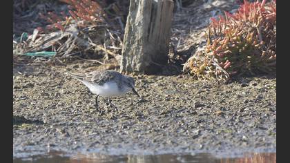 Sanderling