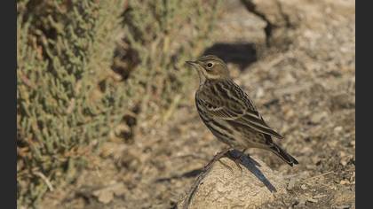 Red-throated Pipit