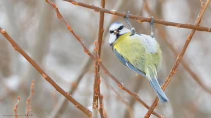 Eurasian Blue Tit