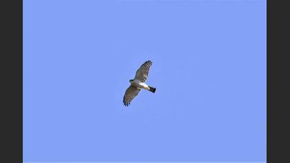 Eurasian Sparrowhawk