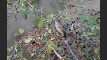 House Sparrow