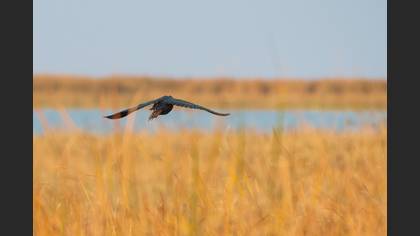 Sazhorozu