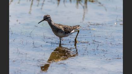 Wood Sandpiper