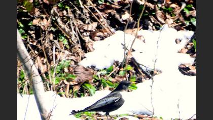 Ring Ouzel