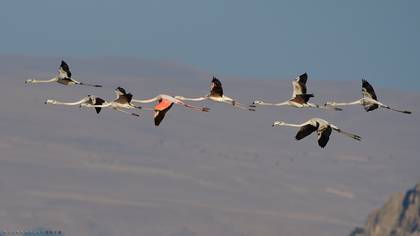 Greater Flamingo