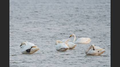 Tundra Swan