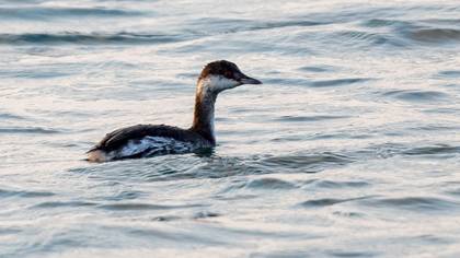 Horned Grebe