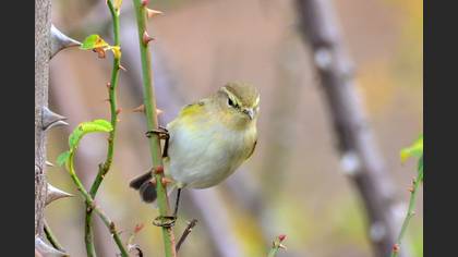 Common Chiffchaff