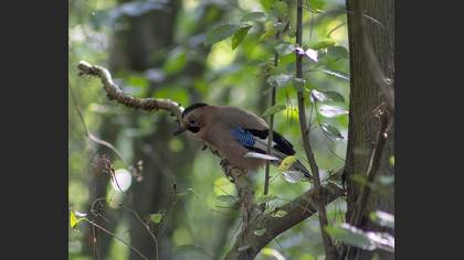 Eurasian Jay