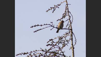 Common Chaffinch