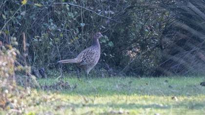 Common Pheasant