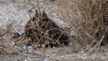 Short-eared Owl