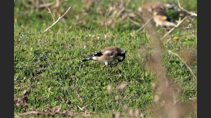 European Goldfinch