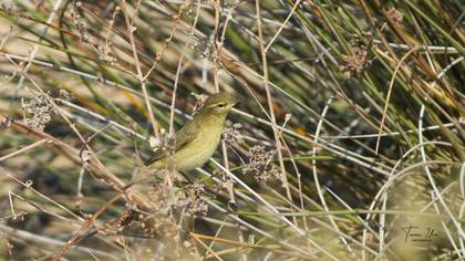 Willow Warbler
