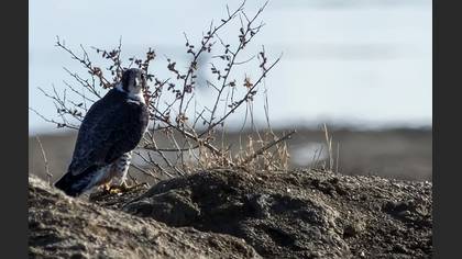 Eurasian Sparrowhawk