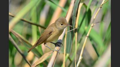 Common Reed Warbler