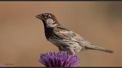 Spanish Sparrow