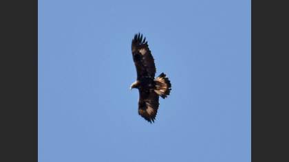 Golden Eagle