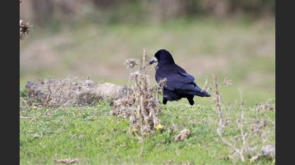 Rook
