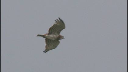 Short-toed Snake Eagle