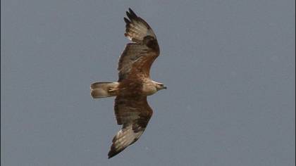 Long-legged Buzzard