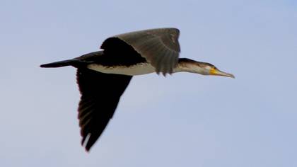 Great Cormorant