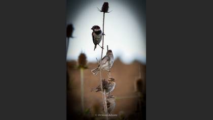 House Sparrow