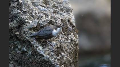 White-throated Dipper