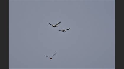 Ruddy Shelduck