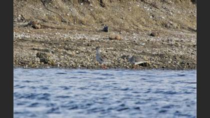 Common Redshank