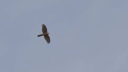 Eurasian Sparrowhawk