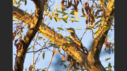 Syrian Woodpecker