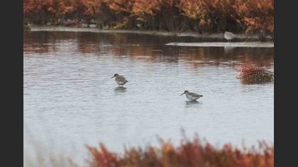 Common Redshank