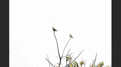 European Greenfinch