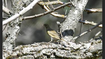 Tree Pipit