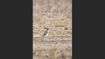 Tawny Pipit