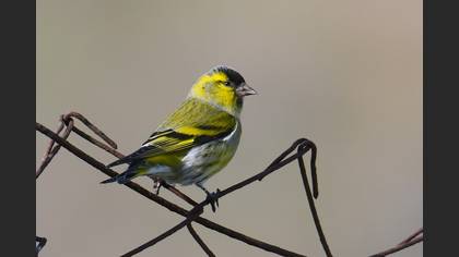 Eurasian Siskin