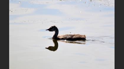 Great Crested Grebe
