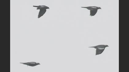 Stock Dove