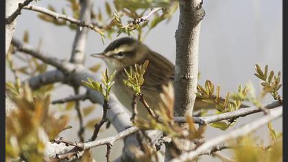 Sedge Warbler