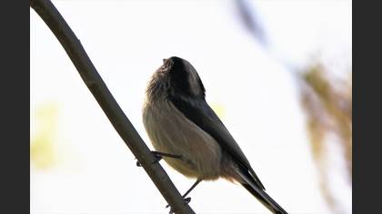 Long-tailed Tit