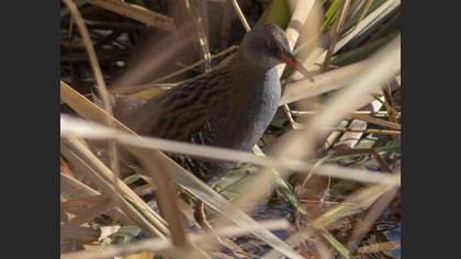 Water Rail