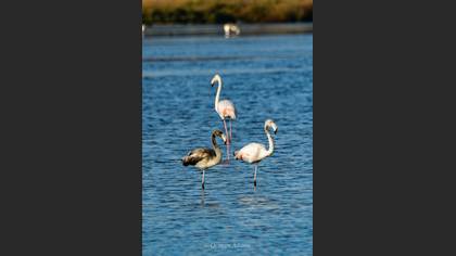Greater Flamingo