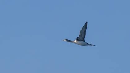 Red-throated Loon