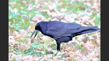 Rook