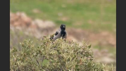 Hooded Crow
