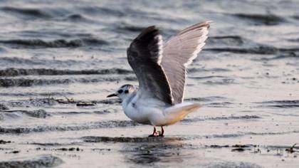 Little Gull