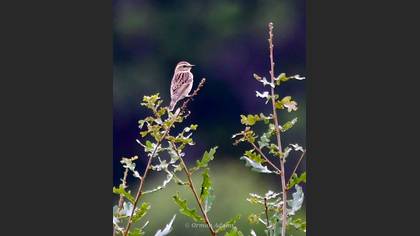 Whinchat